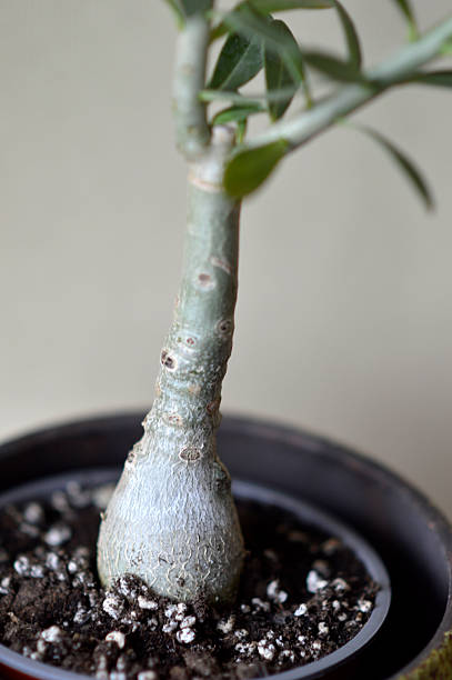 istock blooming adenium plant in the pot 2226285281