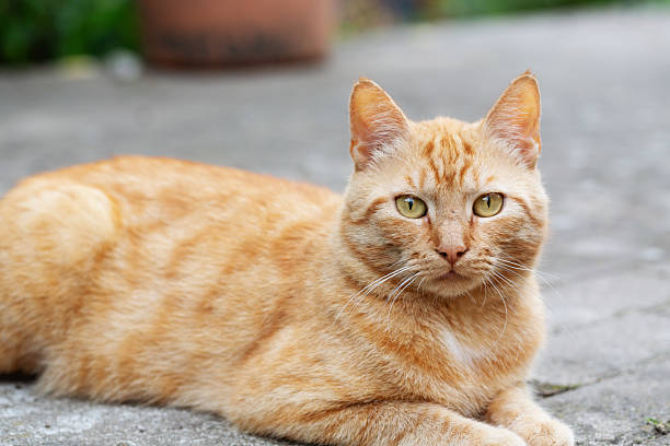 Ginger cat lying on patio outdoors in summer