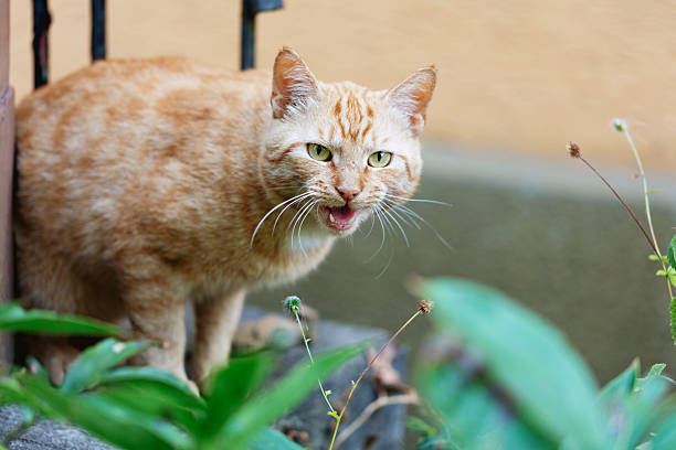 ginger cat is sitting on patio, meowing, probaby hunry