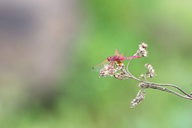 Trithemis annulata, violet marked dropwing darter, purple blushed or plum coloured dragonfly, male insect in India