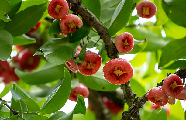 A cluster of glossy, bell-shaped red rose apples (also known as water apples or Jambu, botanical name Syzygium jambos) ripen beautifully on a tree branch, surrounded by lush green leaves. These vibrant tropical fruits are known for their crisp texture and refreshing taste. This image captures the abundance and natural beauty of tropical fruit trees, ideal for themes of healthy eating, exotic fruits, agriculture, and tropical biodiversity.