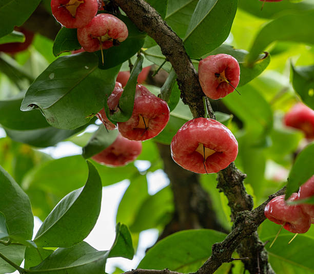 A cluster of glossy, bell-shaped red rose apples (also known as water apples or Jambu, botanical name Syzygium jambos) ripen beautifully on a tree branch, surrounded by lush green leaves. These vibrant tropical fruits are known for their crisp texture and refreshing taste. This image captures the abundance and natural beauty of tropical fruit trees, ideal for themes of healthy eating, exotic fruits, agriculture, and tropical biodiversity.