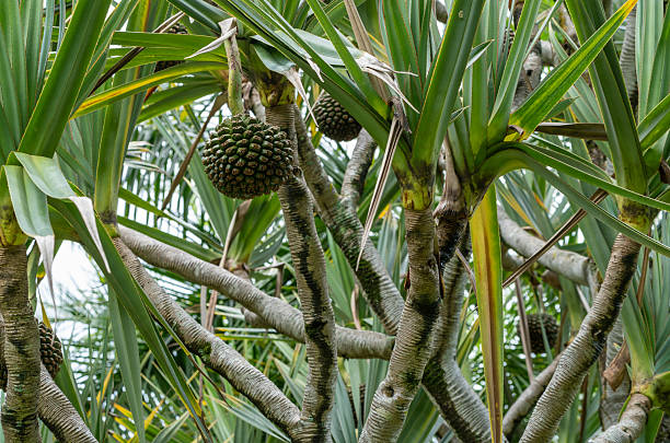 A close-up view of a distinctive Pandanus tree, characterized by its thick, stilt-like aerial roots, long, strap-like green leaves, and unique, pineapple-like spiky green fruits hanging from its branches. The intricate structure of the tree and its exotic fruits create a strong visual representation of tropical flora and lush, wild environments. Ideal for themes of tropical botany, exotic plants, natural landscapes, and travel to warm climates.