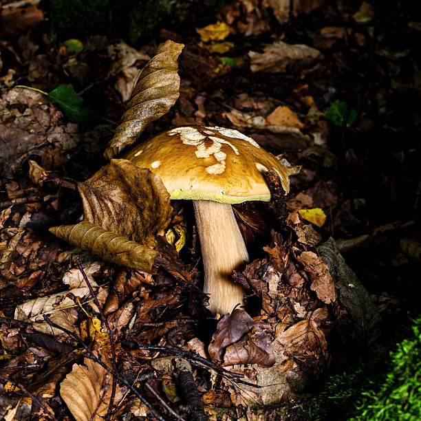 A vivid macro shot captures a brown porcini mushroom emerging from soft green moss on a forest floor, with natural light and detailed texture. The image conveys nature, growth, and quiet woodland calm, perfect for nature, outdoor, and botanical themes.