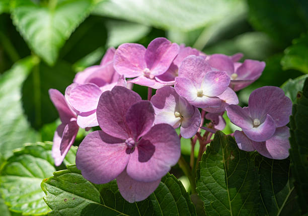Close-up of beautiful, bright purple-pink hydrangea flowers blooming under natural sunlight, showcasing delicate petals and lush green leaves. Ideal for themes related to nature, gardens, summer, floral beauty, or tranquility