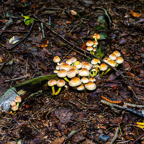 Colorful mushrooms and fungus in the forest of Germany close-up