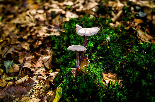 istock Pair of light-colored mushrooms emerging from vibrant green moss on forest floor. 2226290485