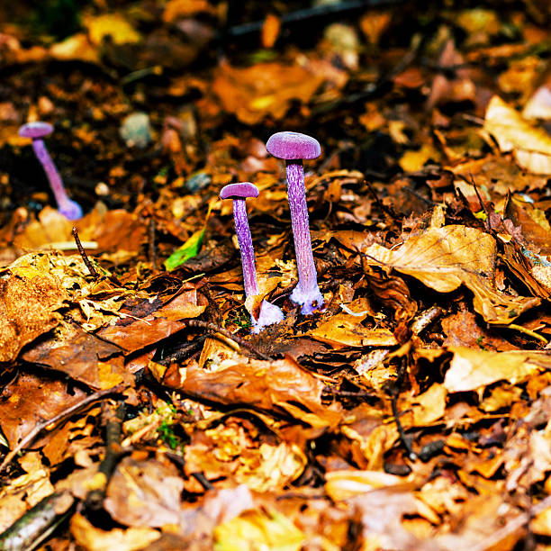 istock Several purple mushrooms on a forest floor covered in dry leaves. 2226290522