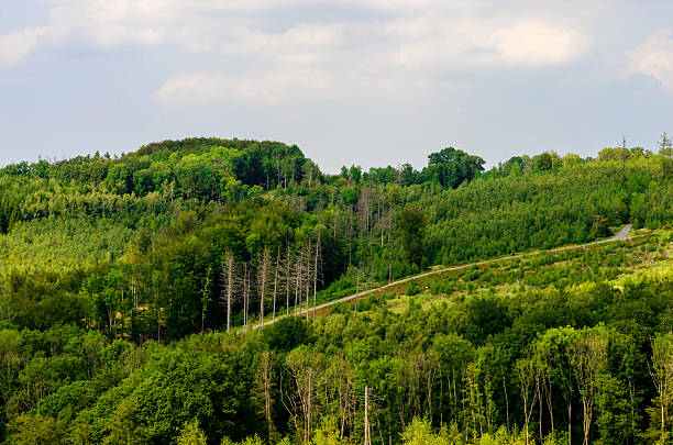 Forest in Germany against the sky