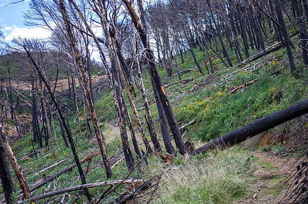 istock Trail along abandoned open-pit mine and burnt trees 2226290659