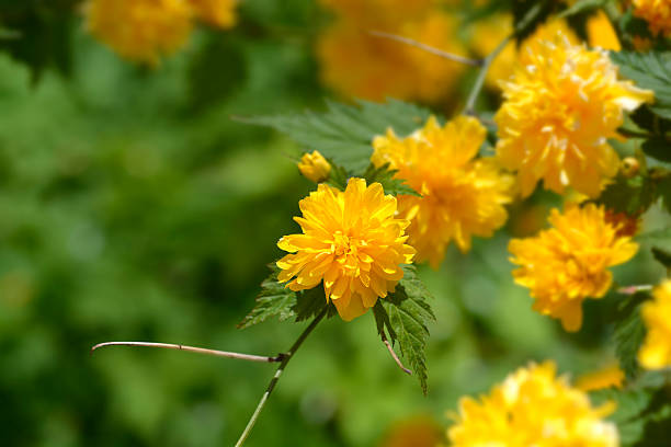 istock Double-flowered Japanese Kerria 2226291684