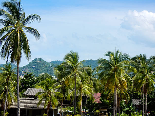 Palm Trees and Mountains on Ko Samui