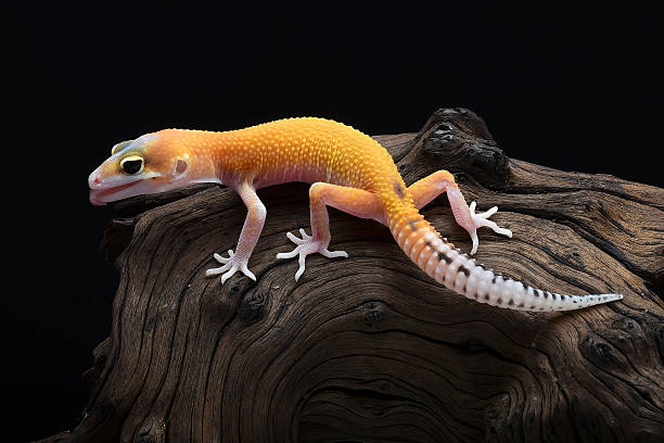 istock A gecko on a branch with a black background 2226291955