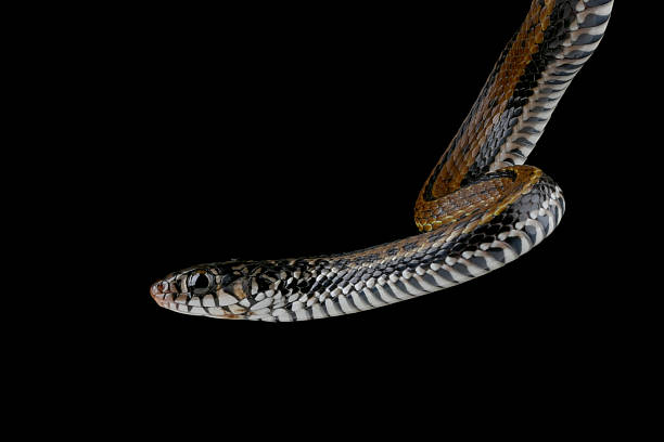 istock A snake on a branch with the head turned to the side 2226291977