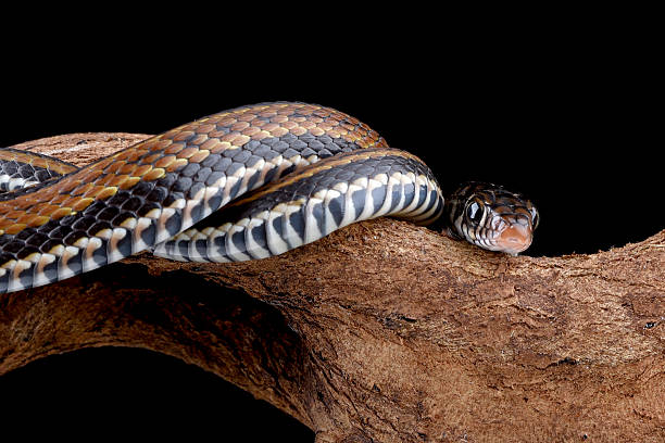 istock A snake on a branch with the head turned to the side 2226291989
