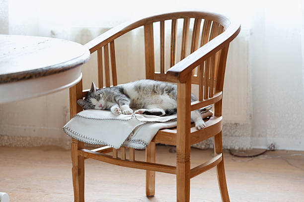 Tabby cat with white spots sleeping on wooden chair in living room, lying on her special blanket