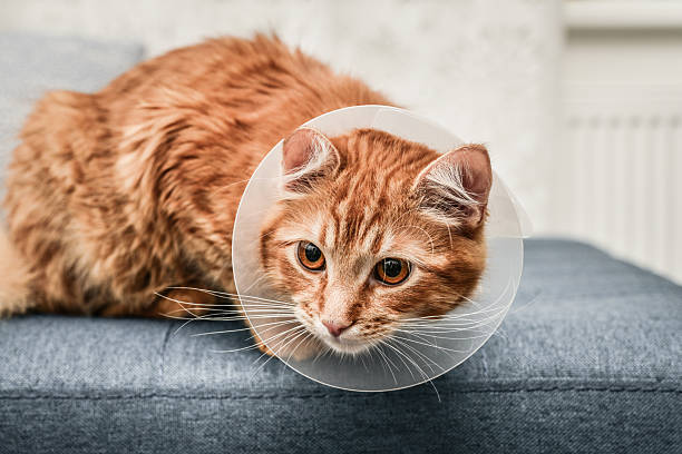istock orange cat with veterinairy cone 2226293617