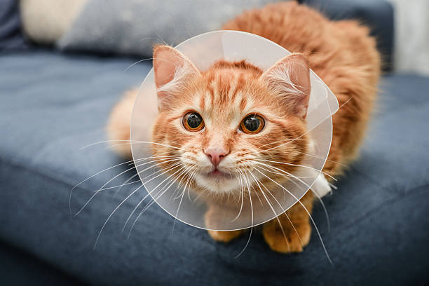 istock orange cat with veterinairy cone 2226293631