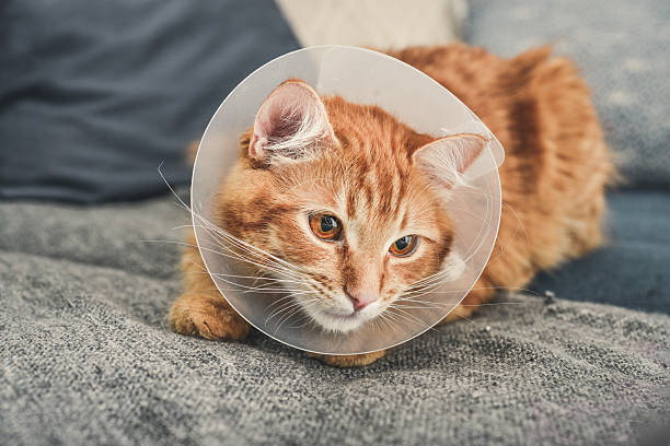 istock orange cat with veterinairy cone 2226293634
