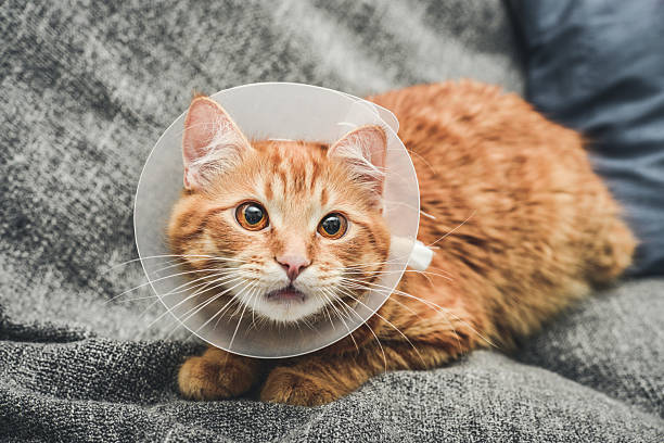 istock orange cat with veterinairy cone 2226293637