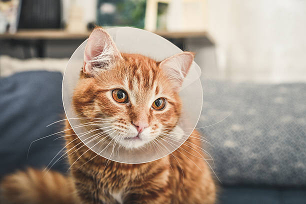 istock orange cat with veterinairy cone 2226293638