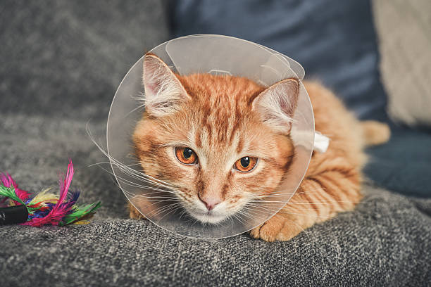 istock orange cat with veterinairy cone 2226293648