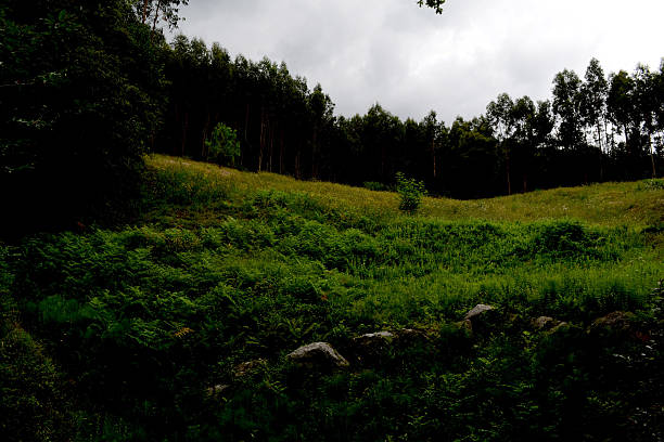 View of the woods, north of Spain, Asturias
