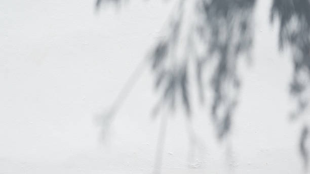 istock Black and White  abstract background textuer of shadows leaf on a concrete wall. 2226294644