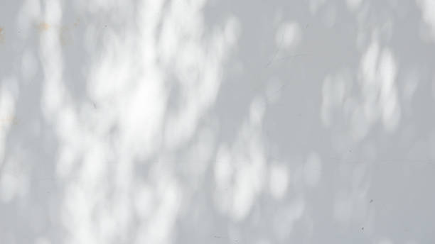istock Black and White  abstract background textuer of shadows leaf on a concrete wall. 2226294659