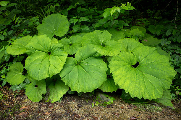 Coltsfoot in the forest