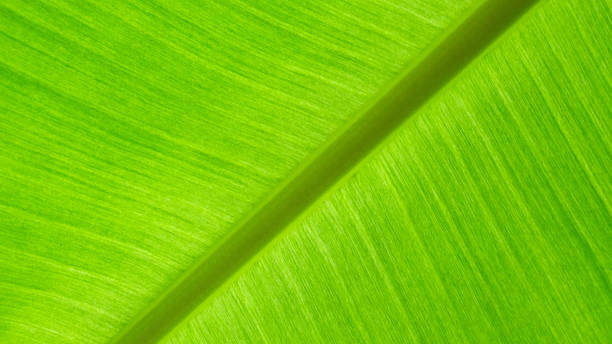 istock leaves texture, nature green background, environment pattern plant, tree fresh abstract organic 2226294926