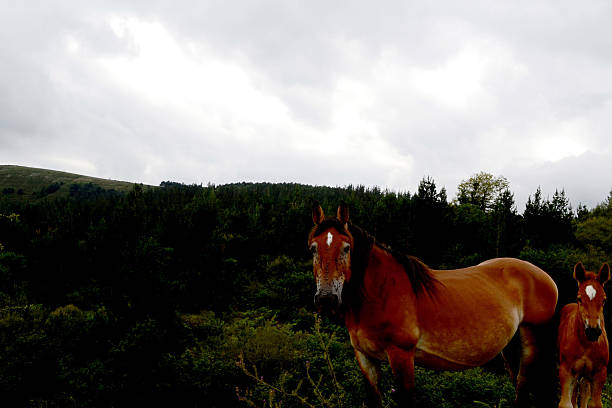 istock Horses in the woods 2226296046