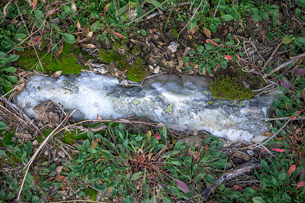 Close-up of a white quartz rock embedded in the ground, surrounded by green moss and wild plants. Natural geological texture, perfect for illustrating geology, nature, mineral resources, and environmental concepts.