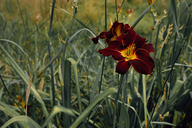 istock Exceptional 'Ed Murray' Daylily – a perfect choice for covers and articles needing visual impact. 2226296995