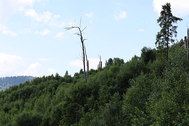 This shot shows a mountain slope covered with a dense green forest, above which several dry, leafless trees stand tall.