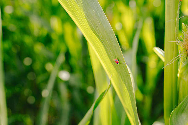 Ladybird on a fresh green leaves. Green background. Ladybug life in a wild meadow environment. Low angle view. Bokeh. Selective focus.