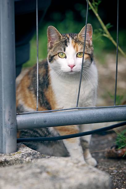 Cute stray cat hiding behind a fence and looks anxious at camera. Vertical image with blurred background.