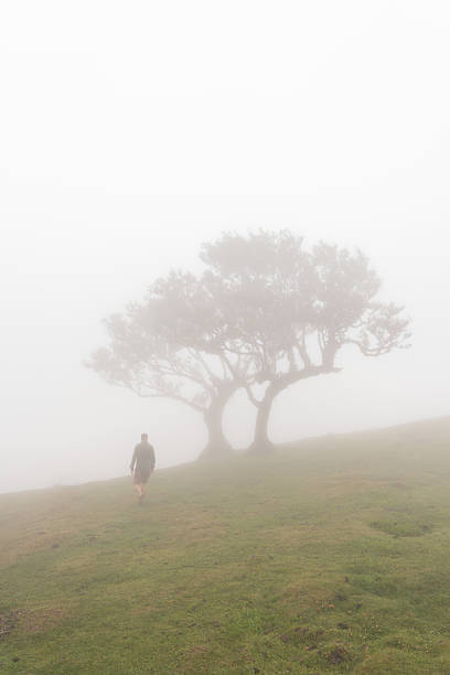 istock Lonely tree and hiker on misty slope vertical 2226297532