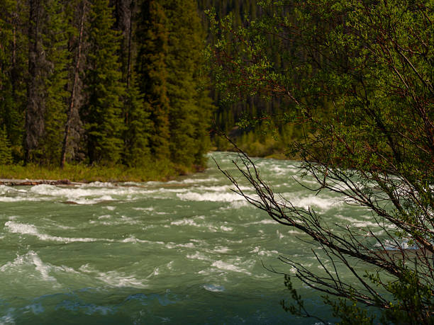 Wild green river rushing through dense alpine forest with mountain peaks in the background. Captured in Jasper National Park, Alberta, Canada, on a sunny summer day.