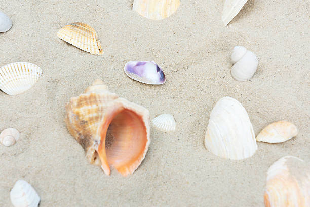 istock Variety of Seashells on Sandy Beach 2226299936