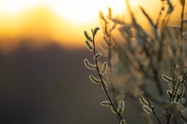 istock spring climbing plants with green buds 2226301390