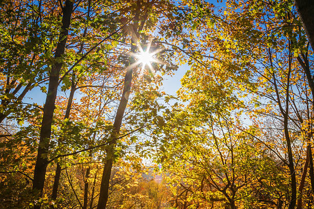 Sunlight streaming through golden autumn forest canopy with bright sun rays and colorful fall foliage creating magical woodland atmosphere for nature concepts