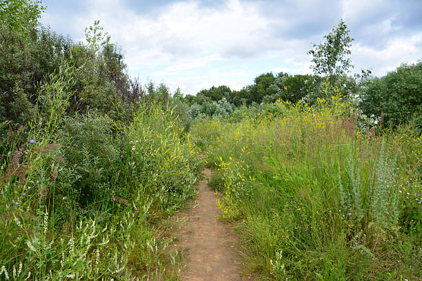 istock Dirt Path Through Lush Meadow in Summer Sunlight 2226303287