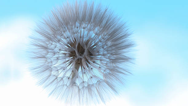 istock Dandelion Close-Up Against Turquoise Sky 2226304190