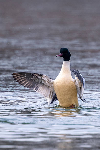 istock Ducks swimming in a lake in Beijing 2226306674