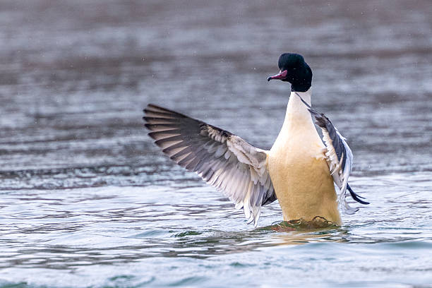 istock Ducks swimming in a lake in Beijing 2226306680