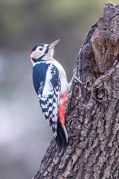 istock Lovely little bird in Beijing 2226306706