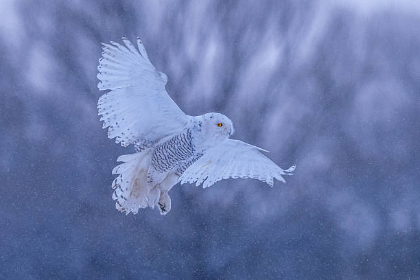 istock Owl on the snow in Beijing 2226306727