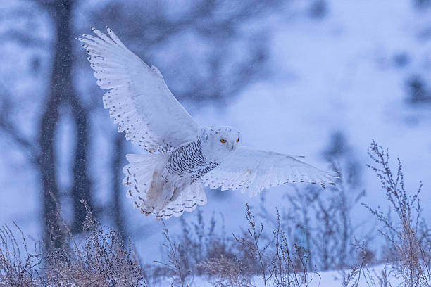 istock Owl on the snow in Beijing 2226306730