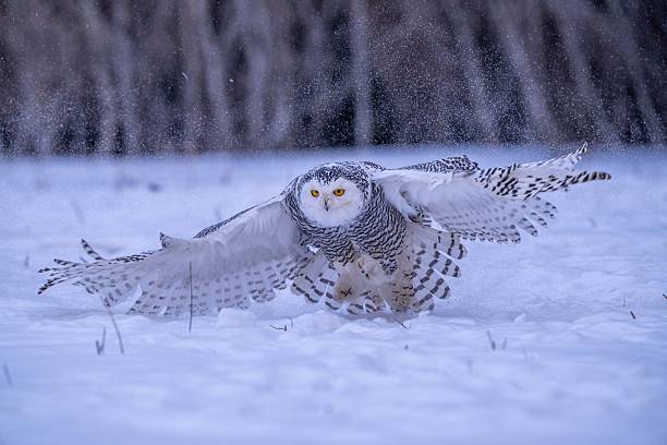 istock Owl on the snow in Beijing 2226306761